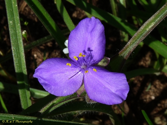 {Tradescantia hirsuticaulis}
